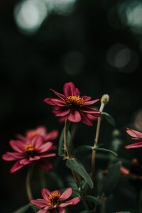 pexels-alan-cabello-1477350
