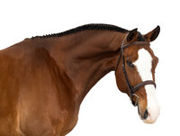 White Background Equine Portraits
