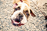 sacramento pet photographer, pet photographer sacramento, pet photos, pet photography, san francisco pet photos, pet photo sessions, pet photographer, pet photos sacramento, pet photos san francisco, family pet photos, family pet photo sessions