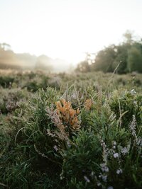 annie-spratt-KIRCb2JlFNI-unsplash