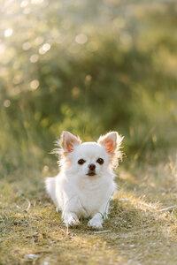 MHilarius | Sunny Hondenfotografie-15