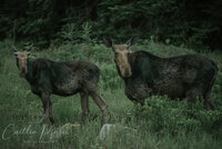 Moose are always on the side of the road in Maine