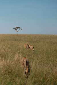 Masai Mara - Allie Jorde Creative182