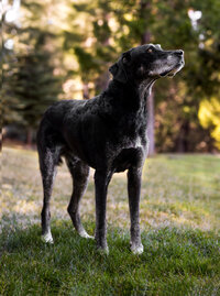 Kendra_Evans_Canine _Photography2025