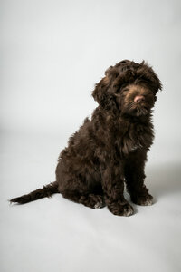 sacramento-pet-photography-studio-13