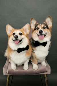 sacramento_pet_photographer_0850