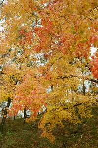 251025NATRIL_FILM0036