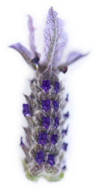Lavender flower head