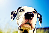 sacramento pet photographer, pet photographer sacramento, pet photos, pet photography, san francisco pet photos, pet photo sessions, pet photographer, pet photos sacramento, pet photos san francisco, family pet photos, family pet photo sessions
