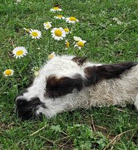 adorable cria in field