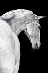 Horse In California photographed with a black background