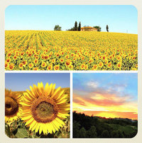 travel03_sunflowers_in_italy