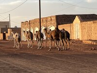 mauritania 4