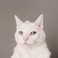 2019.11_Pets-88