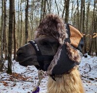 llamas on the east coast