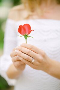Close up of bride holding a red rose with her engagement ring showing