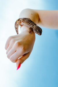 Lizard photographed in a playful creative portrait.