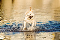 sacramento pet photographer, pet photographer sacramento, pet photos, pet photography, san francisco pet photos, pet photo sessions, pet photographer, pet photos sacramento, pet photos san francisco, family pet photos, family pet photo sessions