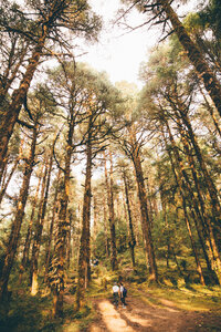 Nature walks