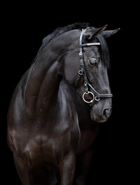 Horse In California photographed with a black background