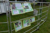 learn about llamas here