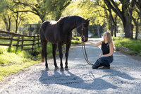 Northern California Equine Portraits