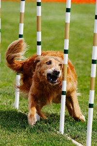sacramento_dog_photographer_0903