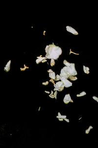 White flower petals suspended in the air against a dark night sky during a joyful wedding exit.