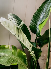 plant
