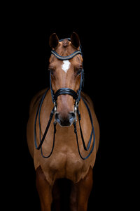 Horse In California photographed with a black background