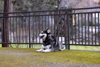 Kendra_Evans_Canine _Photography2026 (3)