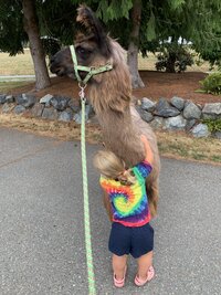 kuklenski-life-with-llamas-2_53459694846_o