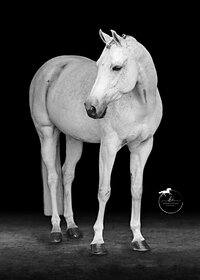 Horse In California photographed with a black background