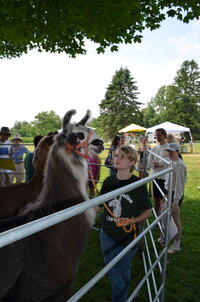 Poverty Hollow Llamas