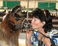 23-bob-wolfe-live-with-llamas-2_53459829048_o