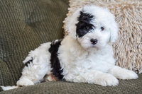 micro sheepadoodle micro sheepadoodle