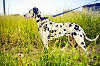 sacramento pet photographer, pet photographer sacramento, pet photos, pet photography, san francisco pet photos, pet photo sessions, pet photographer, pet photos sacramento, pet photos san francisco, family pet photos, family pet photo sessions