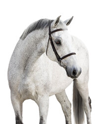 White Background Equine Portraits