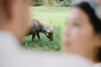 destination-wedding-vietnam-24