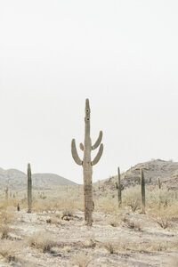 cactuses in the desert