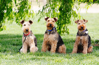 sacramento pet photographer, pet photographer sacramento, pet photos, pet photography, san francisco pet photos, pet photo sessions, pet photographer, pet photos sacramento, pet photos san francisco, family pet photos, family pet photo sessions