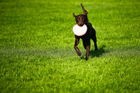 sacramento pet photographer, pet photographer sacramento, pet photos, pet photography, san francisco pet photos, pet photo sessions, pet photographer, pet photos sacramento, pet photos san francisco, family pet photos, family pet photo sessions