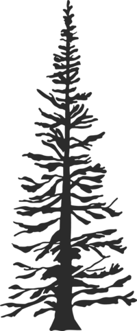 black pine tree outline