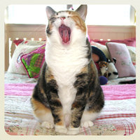10our_kitty_star_sings