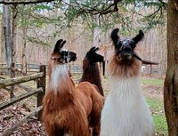 Poverty Hollow Llamas