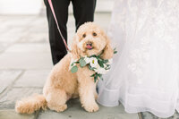 dog standing in front of bride and groom