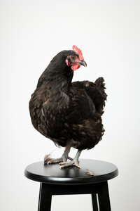 sacramento-pet-photographer-37