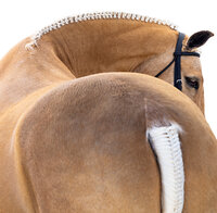 White Background Equine Portraits