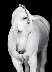 Horse In California photographed with a black background