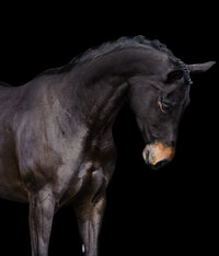 Horse In California photographed with a black background